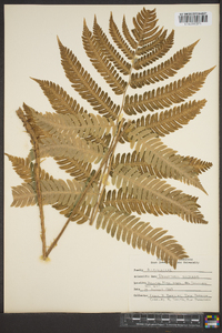 Dryopteris goldieana image