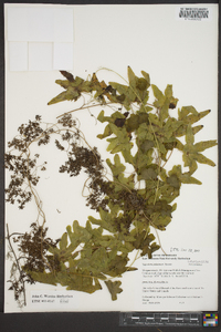 Lygodium palmatum image