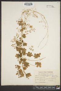 Lygodium palmatum image