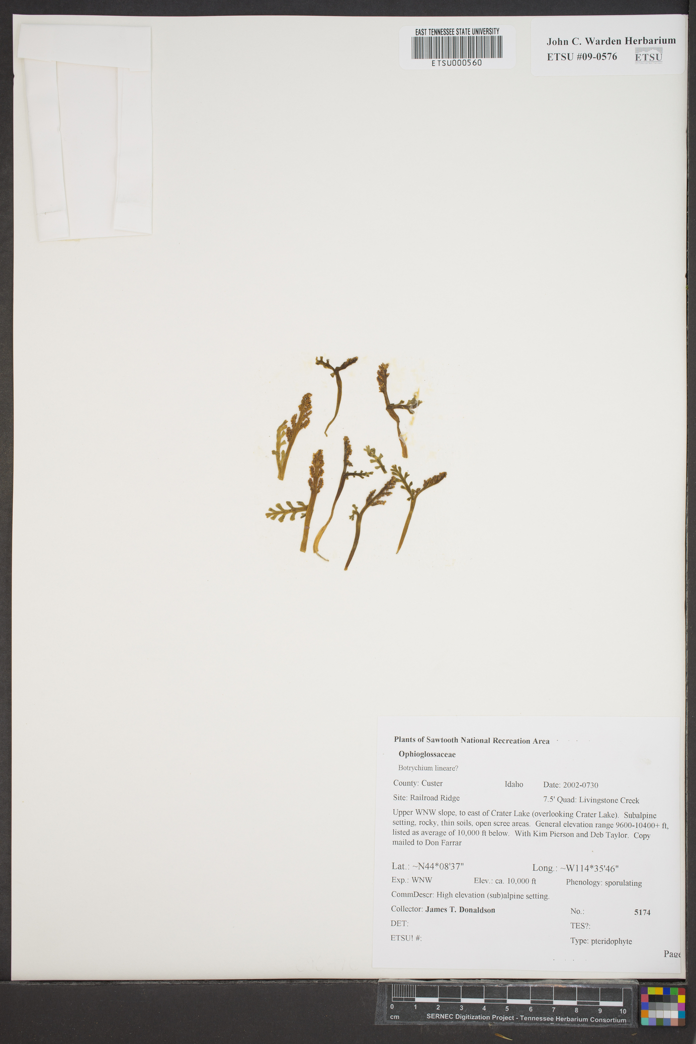 Botrychium lineare image