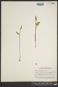 Botrychium matricariifolium image