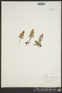 Polypodium polypodioides image