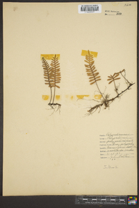 Polypodium polypodioides image