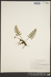 Polypodium polypodioides image