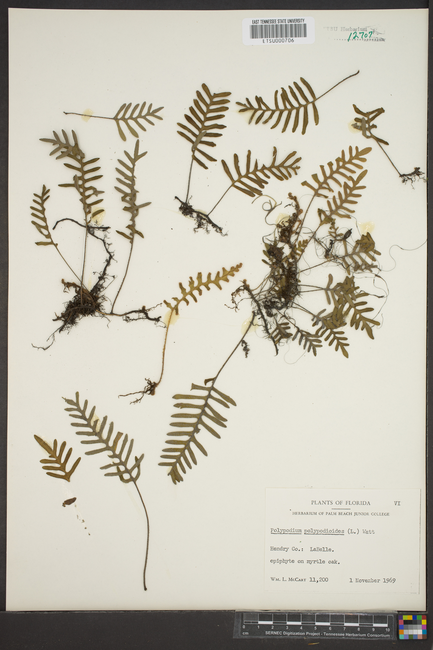 Polypodium polypodioides image