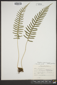 Polypodium appalachianum image