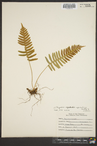 Polypodium appalachianum image