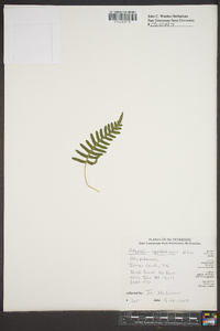 Polypodium appalachianum image