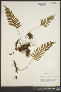 Polypodium vulgare image