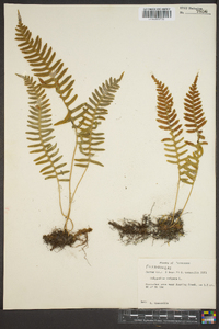 Polypodium vulgare image