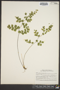 Adiantum capillus-veneris image