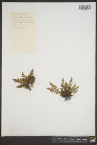 Myriopteris tomentosa image