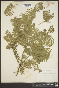 Cephalotaxus harringtonia image