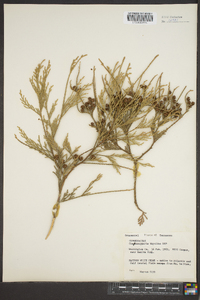 Chamaecyparis thyoides image