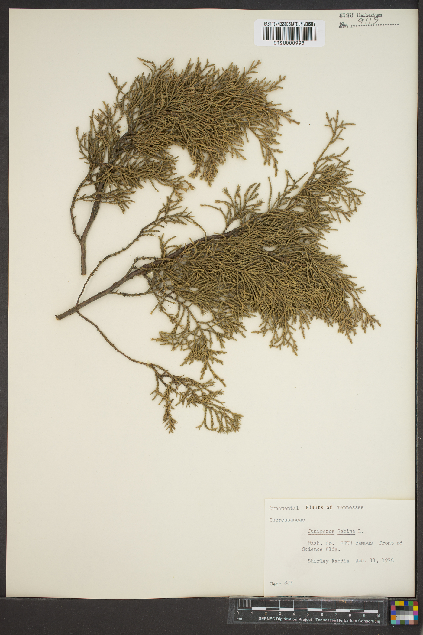 Juniperus sabina image