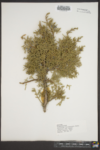 Juniperus occidentalis image