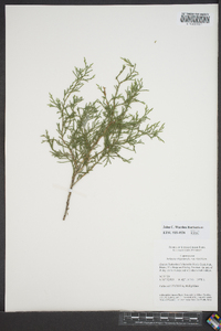 Juniperus virginiana var. virginiana image