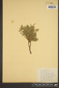 Thuja occidentalis image