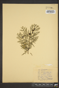 Thuja occidentalis image