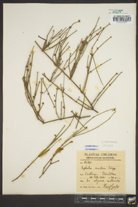 Ephedra andina image