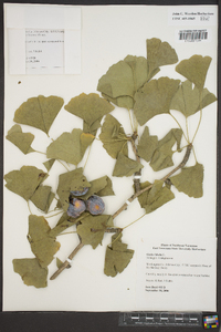 Ginkgo biloba image