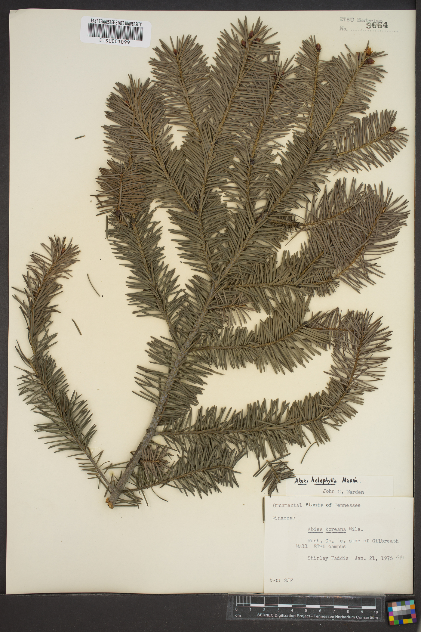 Abies holophylla image