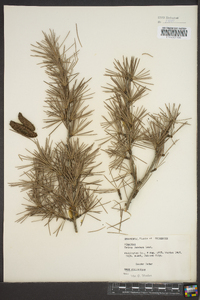 Cedrus deodara image