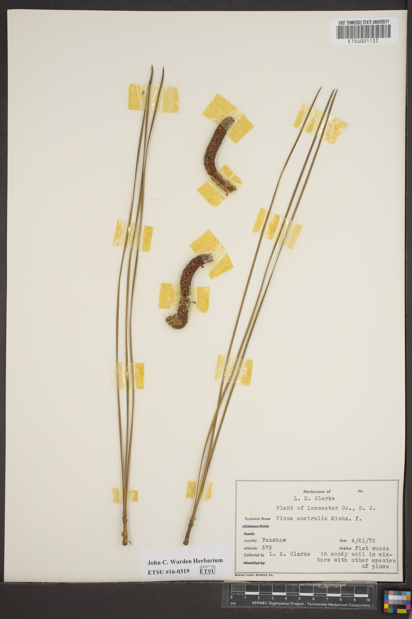 Pinus australis image
