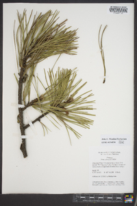 Pinus echinata image