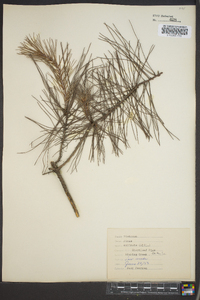 Pinus echinata image