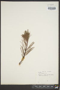 Pinus echinata image