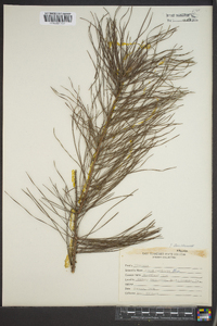 Pinus echinata image