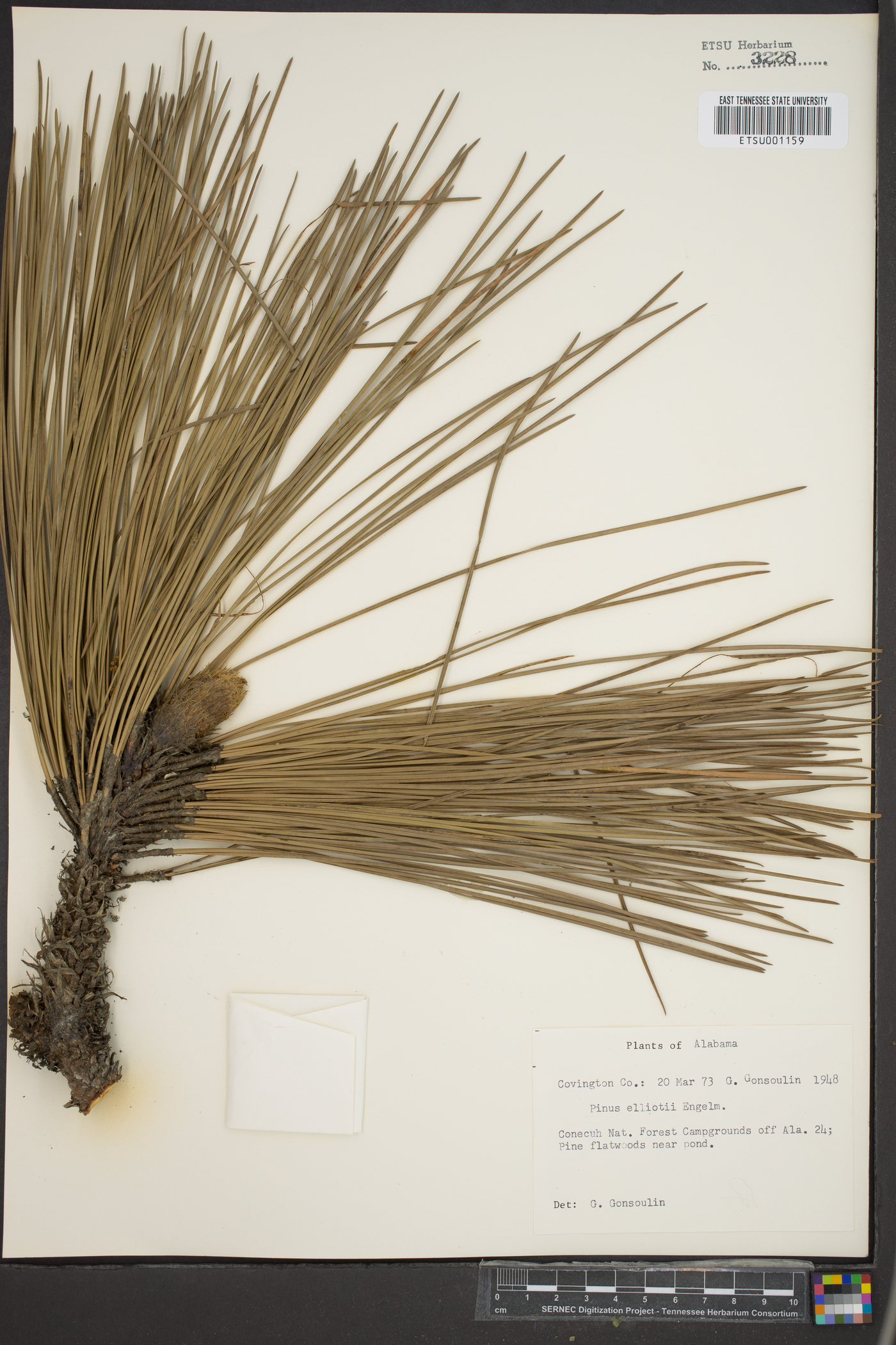 Pinus elliottii image