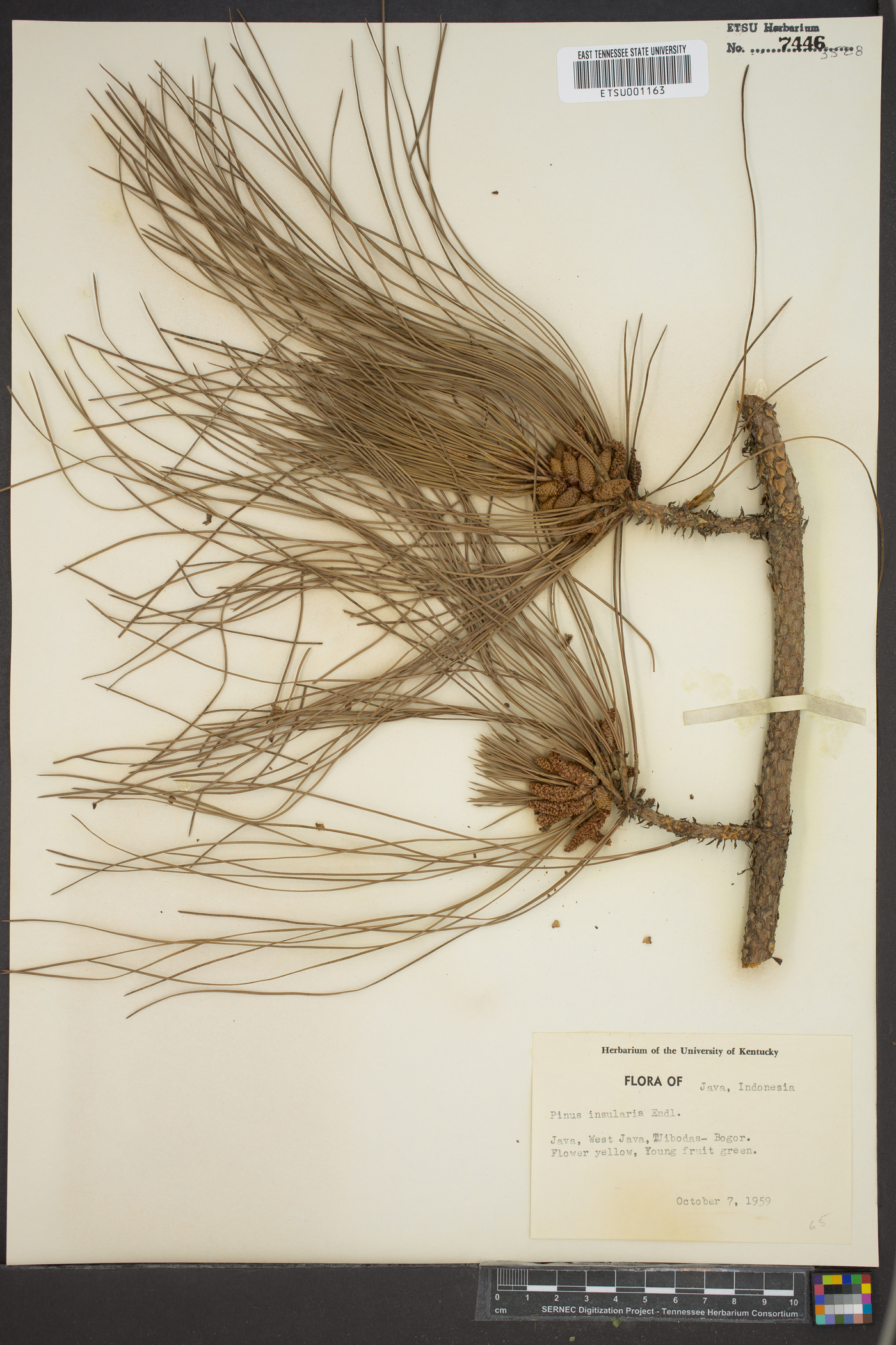 Pinus kesiya var. langbianensis image