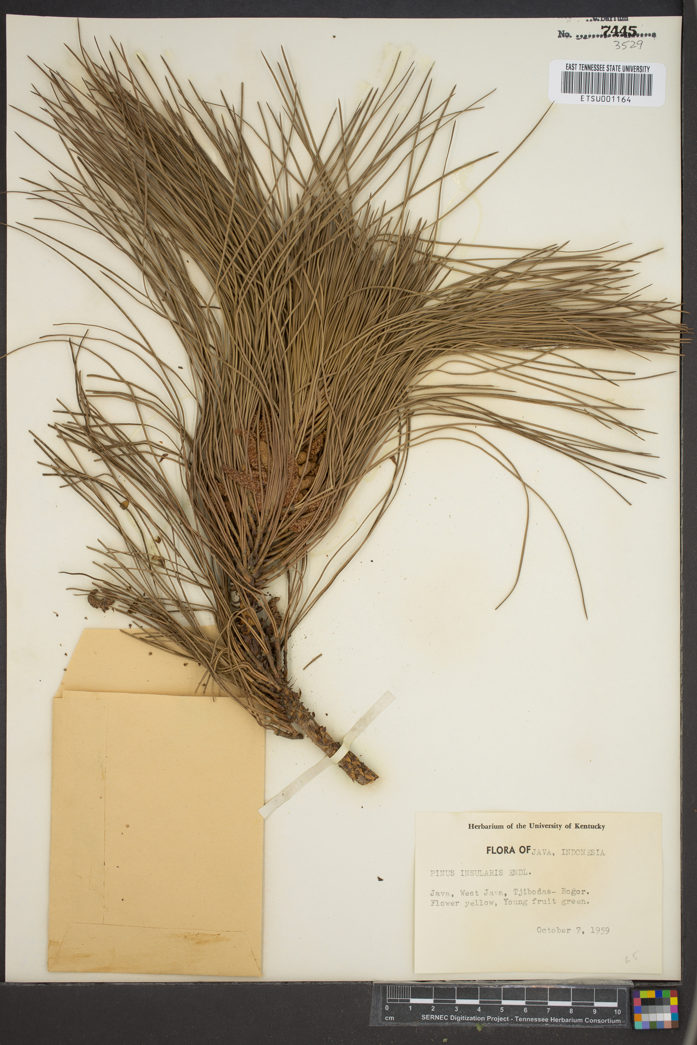 Pinus kesiya image