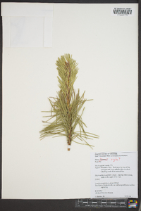 Pinus rigida image