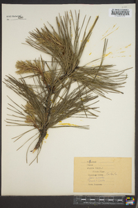 Pinus rigida image