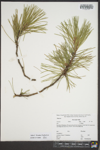 Pinus rigida image