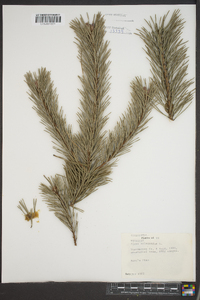 Pinus sylvestris image