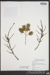 Tsuga canadensis image