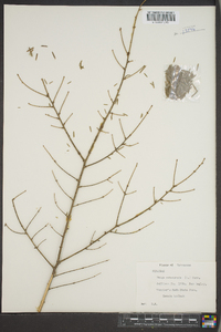 Tsuga canadensis image