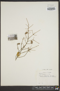 Tsuga canadensis image