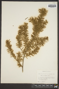 Taxus canadensis image