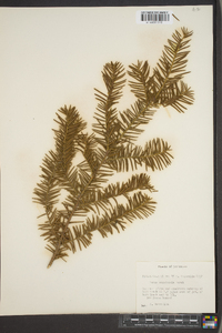 Taxus canadensis image