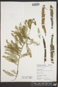 Taxodium ascendens image