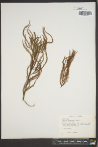 Taxodium ascendens image