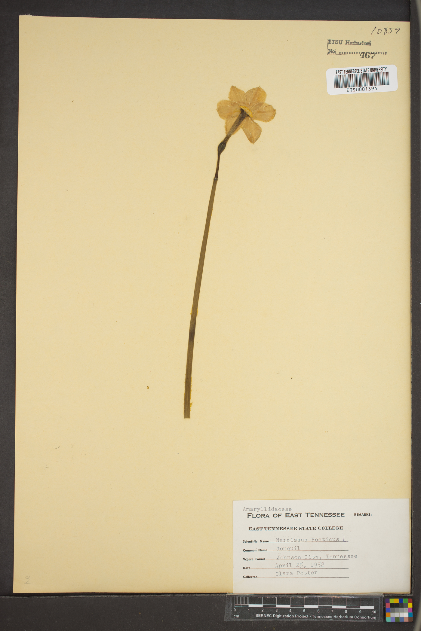 Narcissus poeticus image
