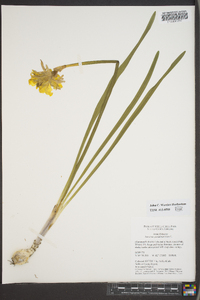 Narcissus pseudonarcissus image