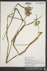 Tradescantia virginiana image