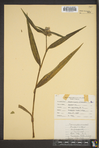 Tradescantia subaspera image